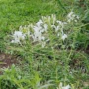 Image result for Cleome bororensis