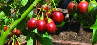 Green plantain patties stuffed with cheese {tortillas de verde} laylita's recipes. Steps To Follow During Tree Tomatoes Farming To Earn Good Income