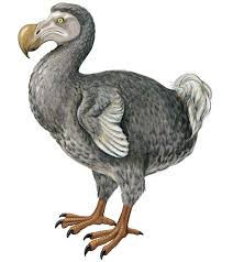 Cute Dodo Bird Glossy Poster Picture Photo Print Cool Beautiful Extinct 2103 Extinct Animals Extinct Birds Extinction