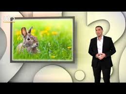 Pourquoi Mange T On Des Oeufs Des Cloches Et Des Lapins En Chocolat A Paques Youtube French Culture Teaching French French Teacher