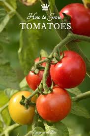 Tomatoes 101 A Quick Start Guide For Beginners Tomatoes