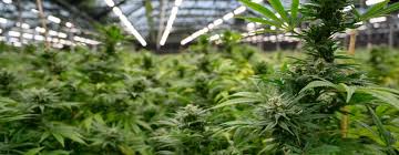 Build.com has been visited by 100k+ users in the past month Analysis Of The Applications Of Grow Light Upowertek