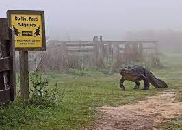 Paynes Prairie State Park Fl State Parks Day Trips Gainesville