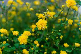 We did not find results for: 11 Types Of Shrubs That Flower In Early Spring
