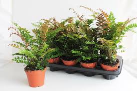 Image result for Didymochlaena