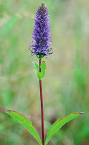 Image result for Grona setigera