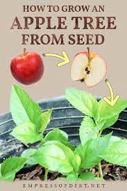 The stem grows upward and toward the light and leaves begin to develop on the stem. How To Grow An Apple Tree From Seed Tutorial