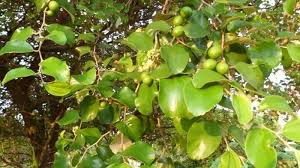 Hal ini menyebabkan daun bidara berfungsi mencegah penyakit kronis, sebagai antibakteri, antiperadangan, dan memiliki efek. What Are Bidara Leaves Herbal Plants That Have Many Health Benefits World Today News