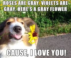 When Dogs Write Poems Funny Dog Pictures Dog Poems Animals