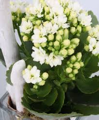 Arrangement White Breeze Plants From Spalding Bulb Low Water Plants Plants Trees To Plant