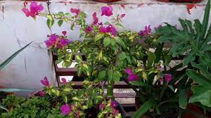 Maybe you would like to learn more about one of these? Common House Plants And Their Names Fun Gardening 8 Sep 2017 Youtube