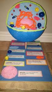 Animal cell styrofoam ball project. 16 Cell Project Ideas Cells Project Cell Model Animal Cell Project