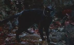 Binx Is A Boy Who Is Changed Into A Black Cat By Three Cruel Witches In The Disney Film Hocus Pocus 1993 Halloween Facts Cats Black Cat