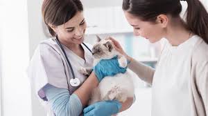 Call the emergency vet today! Pet Care