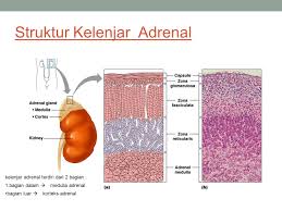Check spelling or type a new query. Kelenjar Pituitari Hipofisis Kelenjar Pituitari Hipofisis Disebut Sebagai Master Gland Menghasilkan Hormon Hormon Yang Mempengaruhi Kerja Hormon Ppt Download