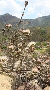 Image result for Combretum mossambicense