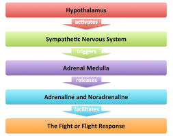 The nervous system, along with the endocrine system, regulates homeostasis. Sympathomedullary Pathway Psychology Tutor2u
