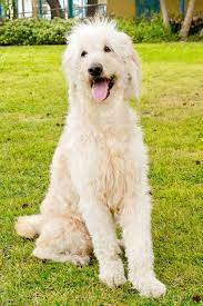 Pin On Dogs For Adoption