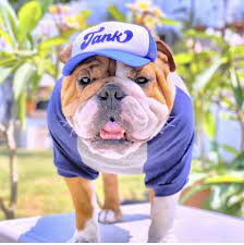 Pin Auf English Bulldogs