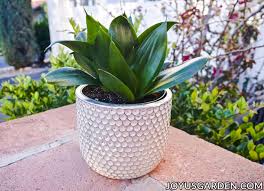 Let this strong piece of natural sculpture stand proud. Snake Plant Care How To Grow This Diehard Houseplant