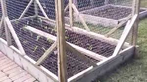 Any young plant (1 year or less) any soft or tender plant (think smooth leaves that are easy to tear) squash, broccoli, lettuce, mushrooms, corn; How To Protect Plants From Squirrels Raccoons And Groundhogs Youtube