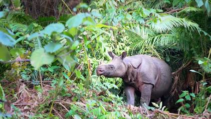 Javan Rhinos: Threats, Conservation, Interesting Facts | IFAW