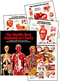 aa acc 35 worlds best anatomical charts