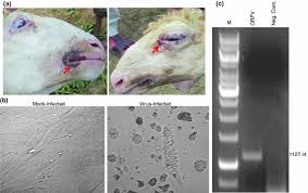 Orf is a goat/sheep disease that affects exterior parts of the mouth/nose area. Isolation And Phylogenetic Analysis Of An Orf Virus From Sheep In Makhdoom India Springerlink