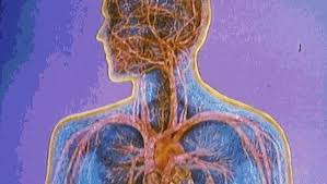 Plasma Proteins & Immunoglobulins | Basicmedical Key