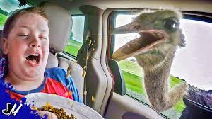 Tennessee Safari Park Youtube