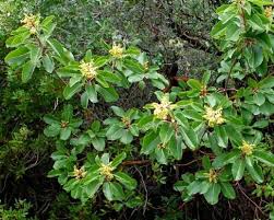 Image result for Andrachne