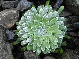 Image result for Galiniera saxifraga