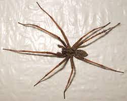At this age and in this state, they can also babysit their siblings. Spiders