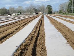 How do you grow sweet potatoes in florida? Sweet Potatoes For The Summer Gardening In The Panhandle