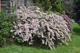 Image result for Weigela