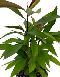 Image result for Ardisia