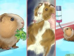 Pin On Best Guinea Pig Board