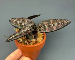 Image result for Oeceoclades pandurata