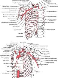 Physiology Of Adult Homo Sapiens Systemic Blood And Lymph Circulation Angiology
