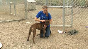Community Spotlight Beltrami Humane Society Mod Squad