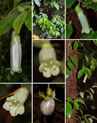Image result for Grona ramosissima