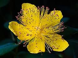 Image result for Hypericum quartinianum