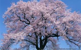 Here you can find the best sakura haruno wallpapers uploaded by our community. Wallpaper Desktop Bunga Sakura Terlengkap A1 Wallpaperz High Resolution Japanese Cherry Blossom 1600x1000 Wallpaper Teahub Io