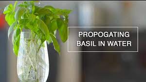 To do so, select a stem that does not have a seed stalk, the. Rooting Basil In Water Endless Supply Youtube