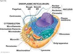 Explain how the ultrastructure of cilia and flagella relate to their functions 7. Chapter 6 A Tour Of The Cell Flashcards Quizlet