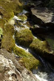 Image result for Podostemaceae