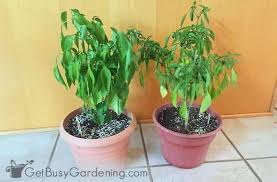 Check spelling or type a new query. Overwintering Pepper Plants Indoors 3 Easy Methods