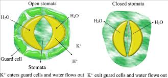 Check spelling or type a new query. Solved What Are The Functions Of Stomata And Lenticels In What W Chegg Com