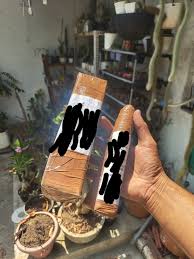 Image result for Euphorbia fanshawei