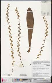 Image result for Diaphananthe pellucida